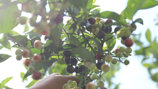 奈良大和高原で10種類以上のブルーベリー食べ放題「あおはにブルーベリー園」開園