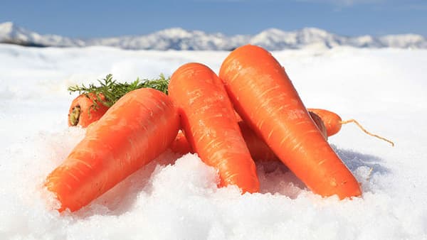 新潟県　津南高原ゆめファーム「雪下にんじん」予約販売開始