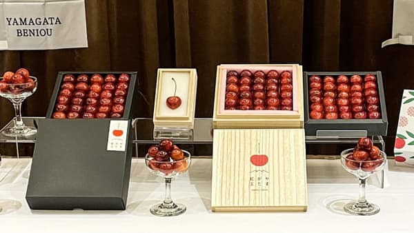 さくらんぼ超大玉の新品種「やまがた紅王」本格デビュー