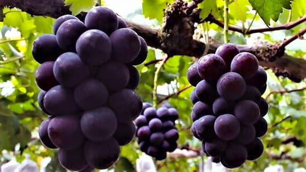 びほく産高級ぶどうピオーネ「美王」が当たるキャンペーン実施中