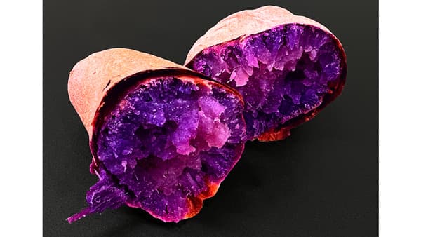 沖縄のブランド紅芋「てぃんぬ紫」12月から販売開始　沖縄在来研究所