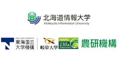 タマネギのケルセチン　認知機能の表現維持に役立つ機能を報告　岐阜大学ら研究グループ