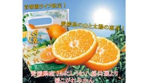 首都圏「ライフ」だけ　ＪＡにしうわ八協共選「媛こがれみかん」新発売