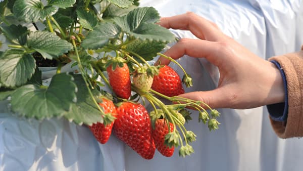 「京成電鉄で行くいちご狩り」沿線12農園で24日から開催