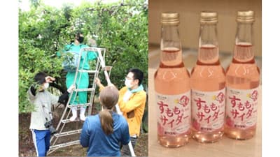 初夏を告げるすもも　農学部生が収穫「すももちゃんサイダー」発売　摂南大学農学部