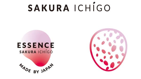 タイで日本品種いちご収穫・販売　2回目のシーズン開始　日本農業
