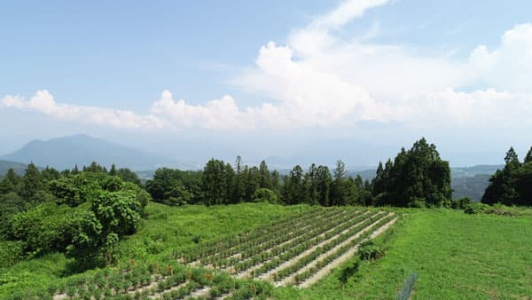 長野県中野市で「第11回 斑尾ぼたんこしょう祭り」7月31日に開催