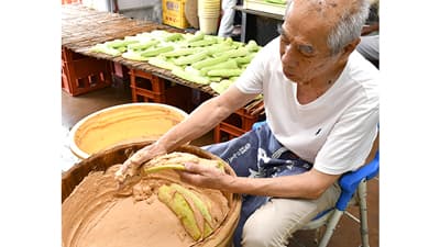 高槻市特産「服部越瓜」の漬け込み作業が最盛期