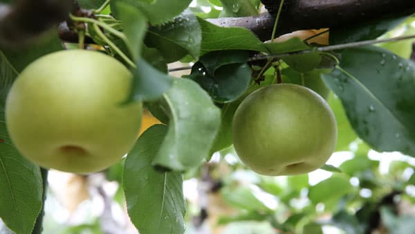 鳥取県産「二十世紀梨」出荷解禁　25日から全国で販売開始