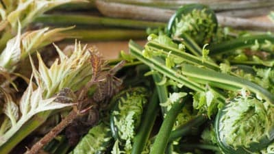 天然山菜のおまかせセット予約販売開始　新潟県山古志地区