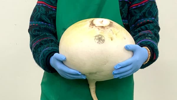 世界一大きな「桜島大根」在来種　食べきりサイズを販売開始　福岡ソノリク