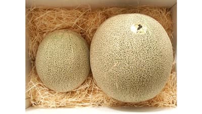 「電解水素水で育てた草津メロン」300セット限定販売　日本トリム