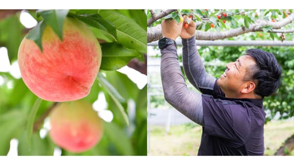 山梨県甲州市から旬の桃を産地直送　宿沢フルーツ農園