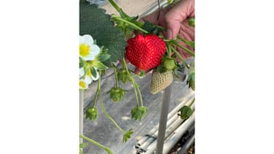 夏いちご新品種「銀彩紅」品種登録出願　銀座千疋屋専用品種として販売