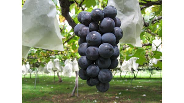 巨峰栽培の歴史を未来へ「巨峰苗木の植樹祭」24日に開催　長野県東御市