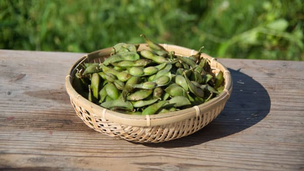 幻の枝豆「丹波篠山黒枝豆」10月7日に販売解禁　兵庫県丹波篠山市