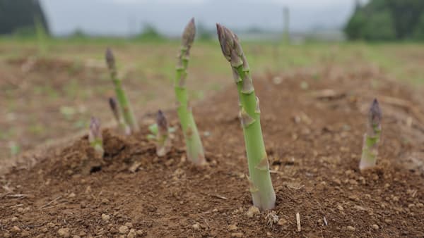 雪国育ちのあまいアスパラガス　新潟県津南町で「アスパラフェア」開催中