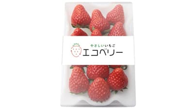 化学農薬不使用・完全LED栽培による「エコベリー」6月から量産出荷開始　TSUBU