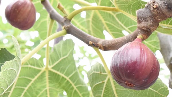 兵庫県川西市特産いちじく「朝採りの恵み」収穫が最盛期