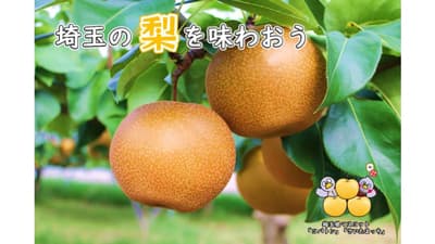 野菜ソムリエも認めた旬の梨　オリジナル品種「彩玉」など紹介
