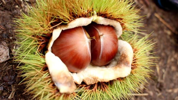 栗の最上級品「丹波栗」食べ歩きフェア　9月から開催　兵庫県丹波篠山市