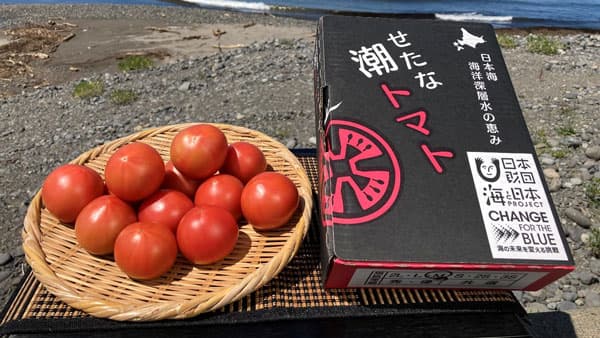 海洋深層水で栽培　糖度8度以上の「せたな潮トマト」販売中　ＪＡ新はこだて