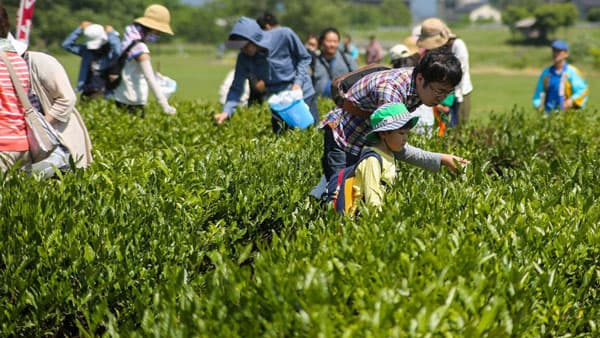 北限の茶処・新潟県村上市「新茶のお茶摘み体験」参加者募集