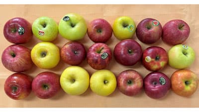 「第2回 全国りんご選手権」最高金賞は山形県「はるか」　野菜ソムリエ協会