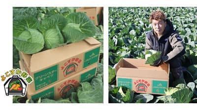 冬にとれる春キャベツ「早春キャベツ」が最盛期　神奈川県横須賀市