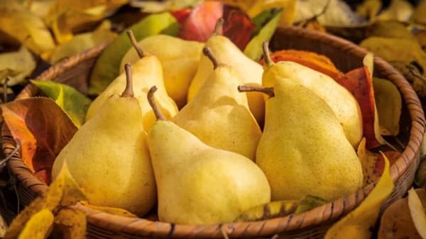 とろける果肉とジューシーな果汁の幻の西洋ナシ「ル レクチエ」をふるさと納税で　新潟市