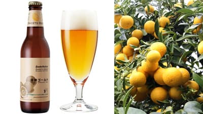 フルーツビール「湘南ゴールド」春夏限定販売　サンクトガーレン