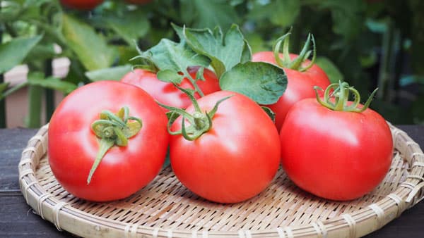 茨城のトマト生産の法人が破産　負債約18億円　病原ウイルス被害で生産激減