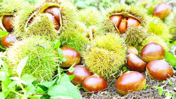 甘くておいしい秋の味覚「北摂栗」収穫開始　兵庫県川西市