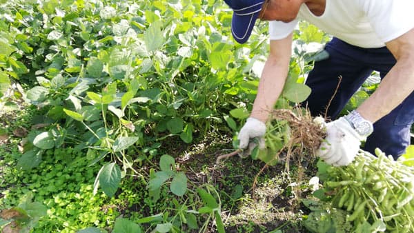 希少青大豆「嘉麻ひすい」 生枝豆狩り大会を10月に開催　市民会社かま
