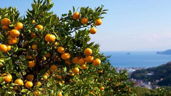 童謡の舞台で「温州みかん狩り」旬のみかんが食べ放題　静岡県伊東市