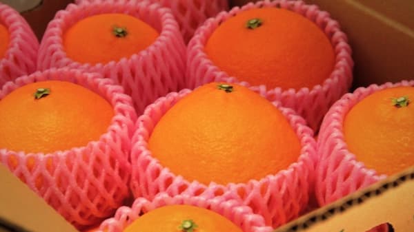 柑橘品種の糖度を徹底調査　ポジショニングマップなど公開　トドクヨ