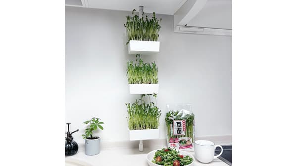 省スペースで「豆苗」再生栽培「突っ張り棒」とコラボ商品発売　村上農園