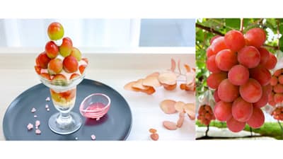 山梨県オリジナルぶどう新品種「サンシャインレッド」をスイーツで提供　県立博物館カフェ