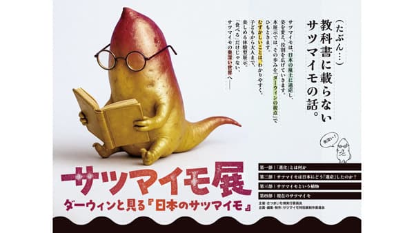 サツマイモを深く楽しく学ぶ　冬のさつまいも博内特別企画「サツマイモ展」開催