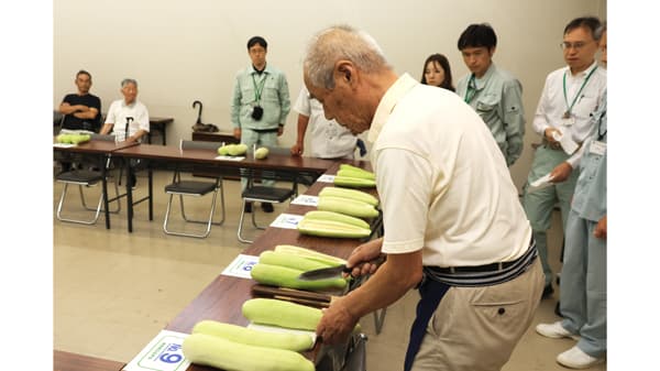 旬を迎えたなにわの伝統野菜「服部越瓜」ＪＡたかつきで品評会開催　大阪府高槻市