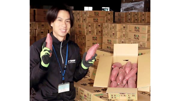 「これからがおいしい」　サツマイモ出荷が最盛期に　ＪＡ菊池