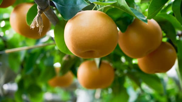 "ひとをおもうための梨"熊本・荒尾梨の新ブランド「ことのみ」誕生