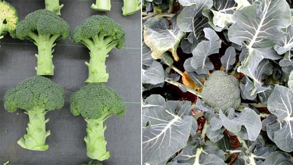 第74回全日本野菜品種審査会で、ブロッコリー品種「AB-185」が3位に入賞　朝日アグリア