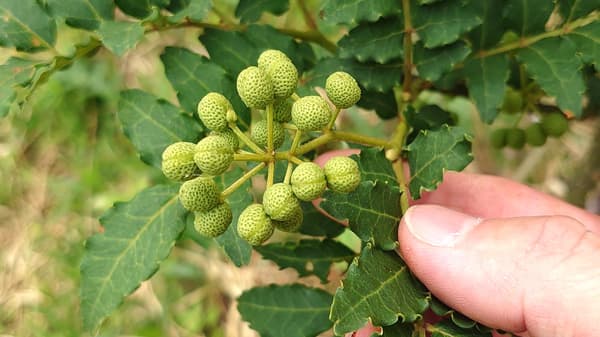 山椒の「産地形成プロジェクト」本格始動　ハウス食品など4者