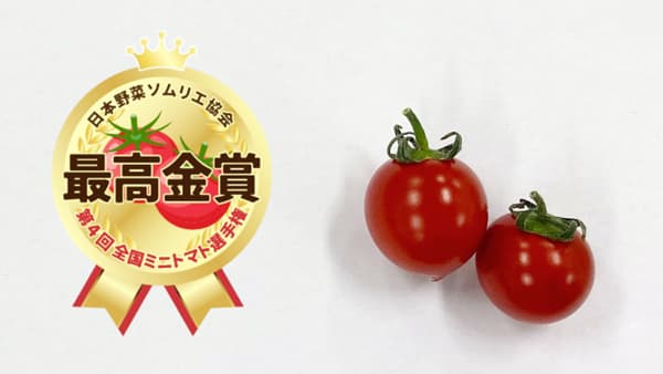 第4回全国ミニトマト選手権　長野県「クラシックトマト『ショパン』」2年連続で最高金賞