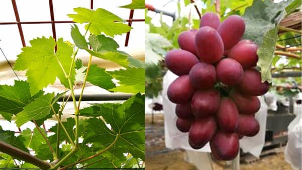 島根県産ブドウ「神紅」　未利用資源から副梢エキスに抗酸化とメラニン抑制効果を発見　ポーラ