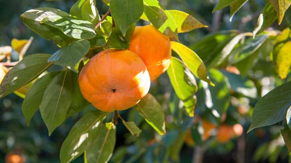 天然記念物「蓮台寺柿」PRイベント"おかげ横丁"で15日から　伊勢市