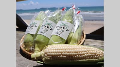 鹿児島の白いとうもろこし「雪やこんコーン」食べ放題を開催　うとさんち