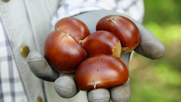 「笠間の栗」で手作りモンブラン「かさまの御栗物」限定販売