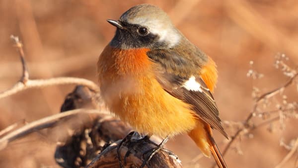 バードウォッチングウィーク　季節の鳥「eBird」に投稿　日本野鳥の会
